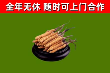 昂昂溪烟酒回收冬虫夏草.jpg